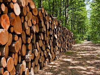 Holz aus Deutschland